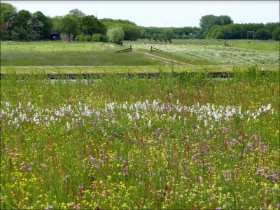 Polderen over de A4 in Midden-Delfland (boek) - Afbeelding 3
