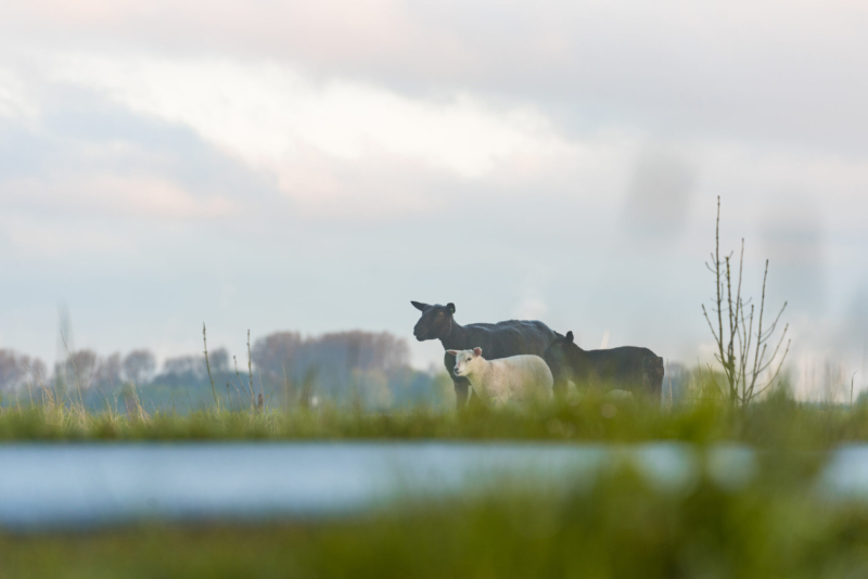 Foto: middendelflandvereniging.nl