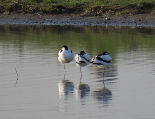 Met echte vroege vogels naar het Kraaiennest