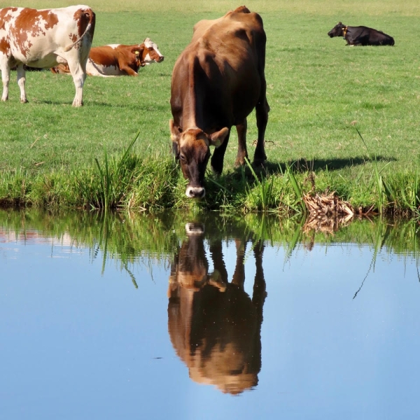 Koe heeft dorst TvdM aug 2022