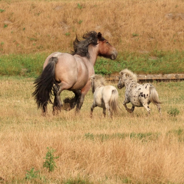 Paard en pony's in galop TvdM aug 2022