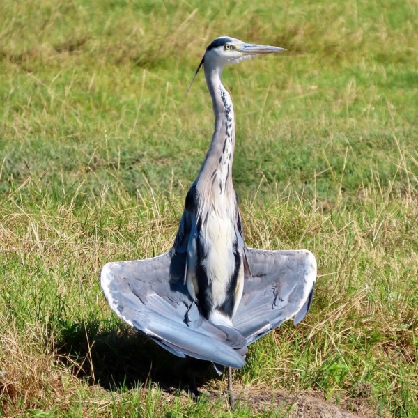 Reiger zoekt verkoeling TvdM aug 2022